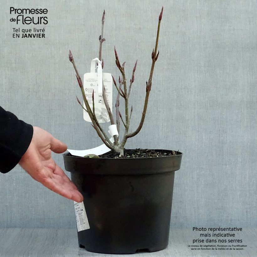 Euonymus planipes en pot de 7.5L - Fusain  Ejemplar entregado en invierno