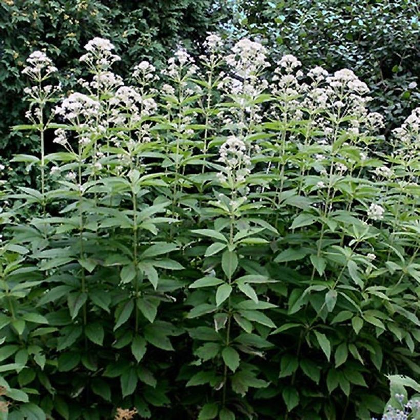 Eupatorium fistulosum Bartered Bride (Follaje)