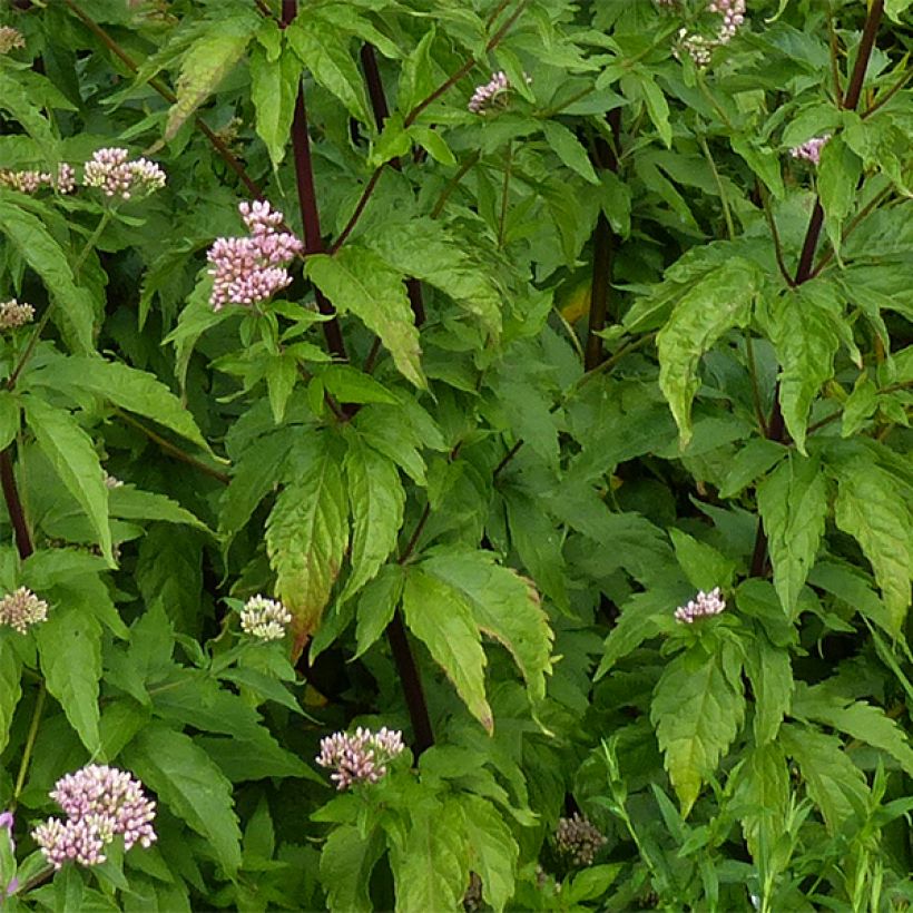 Eupatorium canabinum Plenum (Follaje)