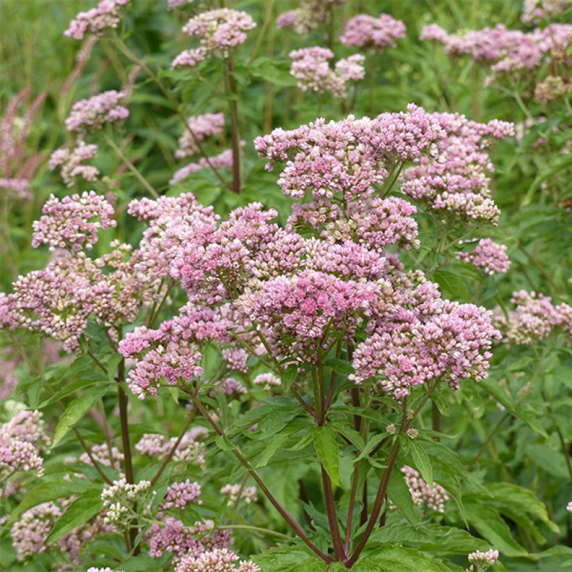 Eupatorium canabinum Plenum (Floración)