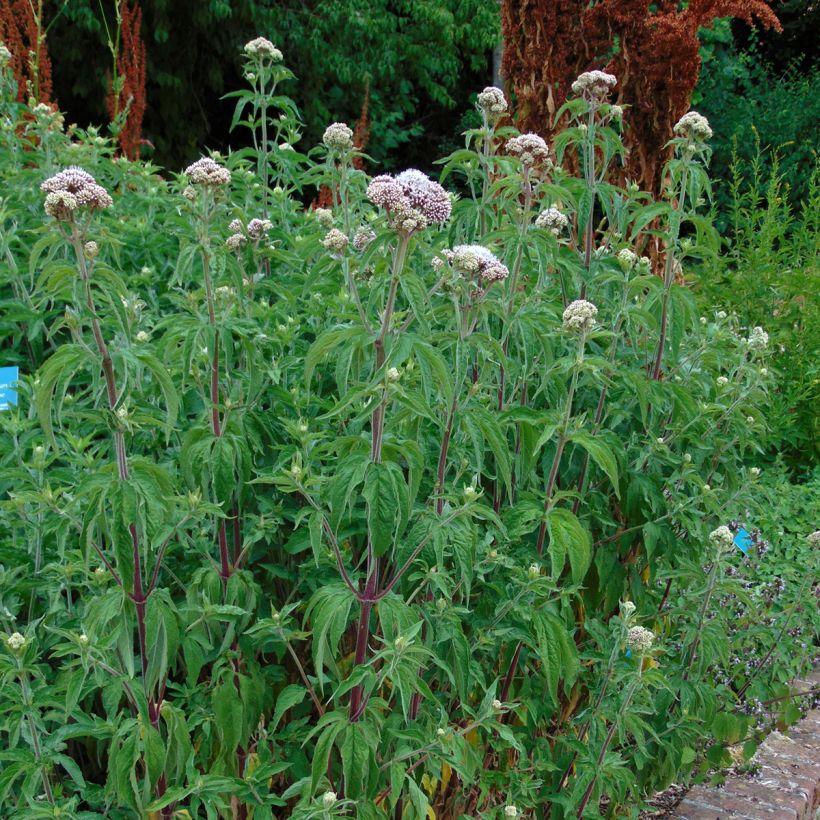 Eupatorium canabinum Plenum (Porte)