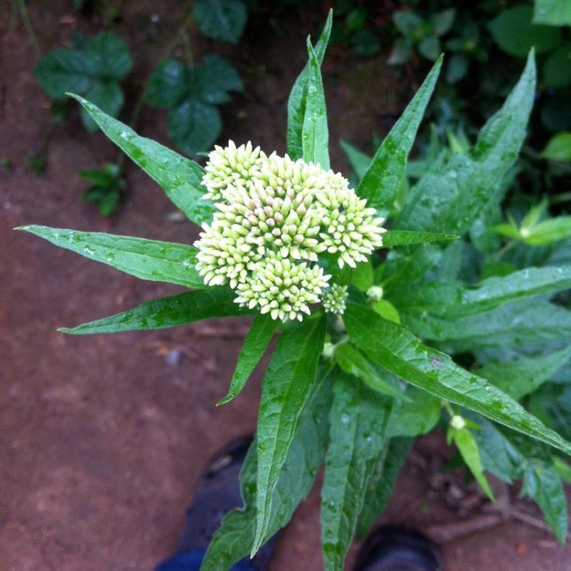 Eupatorium chinense (Floración)