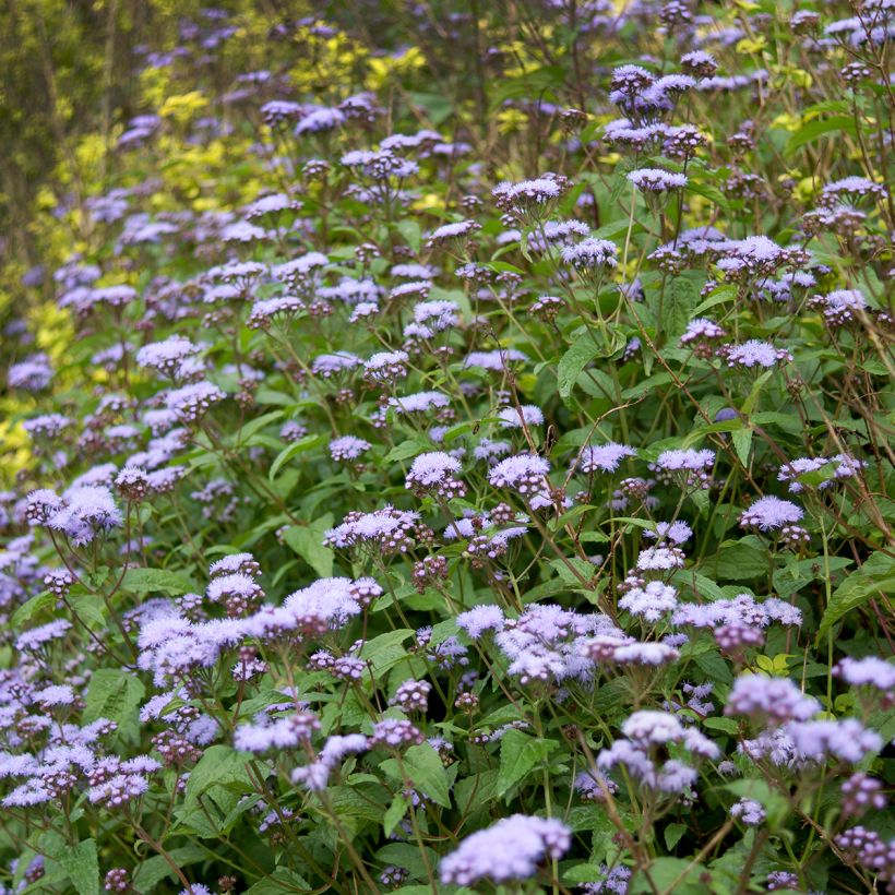 Eupatorium coelestinum (Porte)