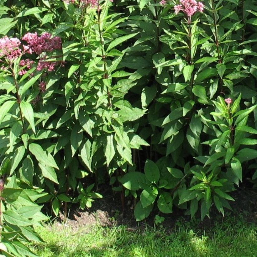 Eupatorium fistulosum Atropurpureum (Follaje)