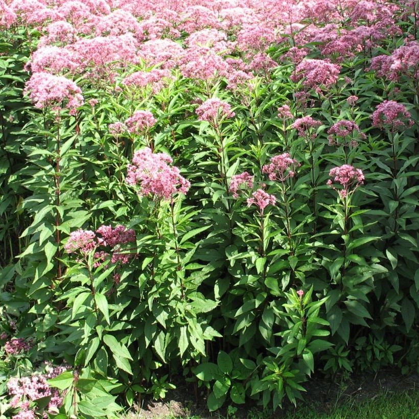 Eupatorium fistulosum Atropurpureum (Porte)