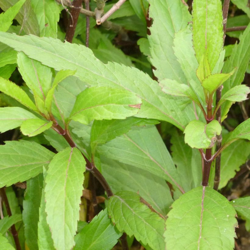 Eupatorium fortunei (Follaje)