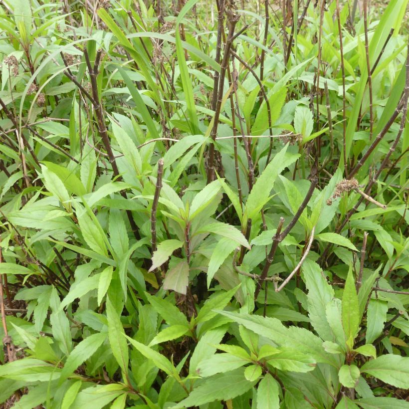 Eupatorium fortunei (Porte)