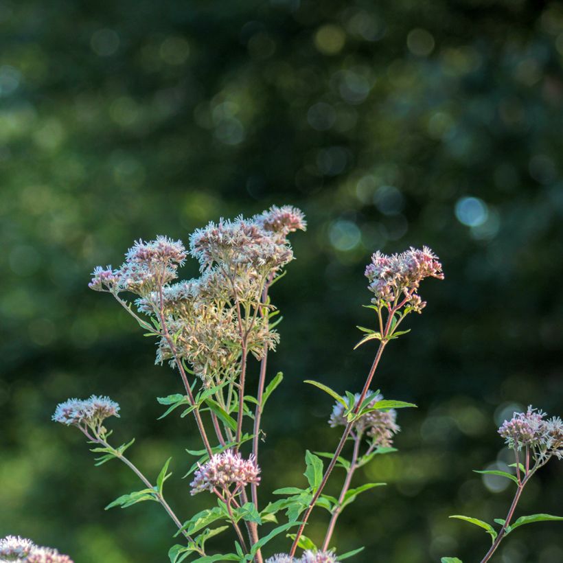 Eupatorium fortunei (Floración)