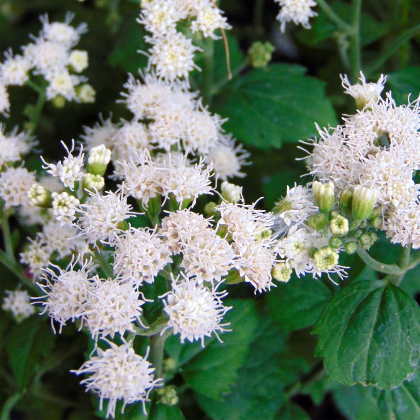 Eupatorium rugosum Lucky Melody (Floración)