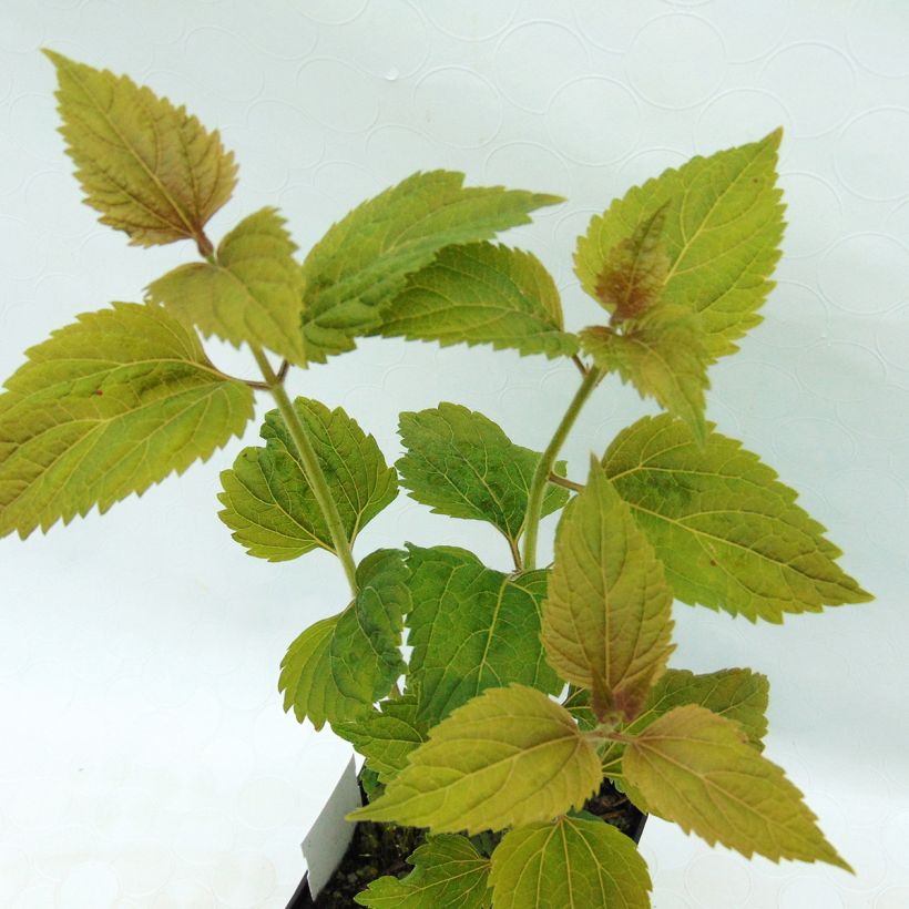 Eupatorium rugosum Lucky Melody (Follaje)