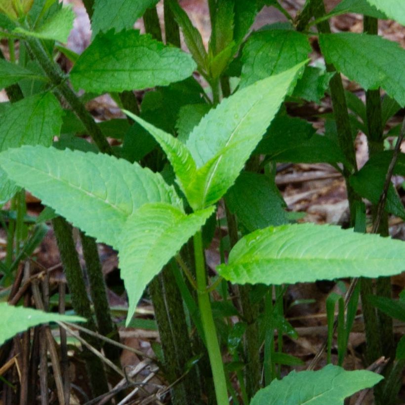 Eupatorium maculatum (Follaje)