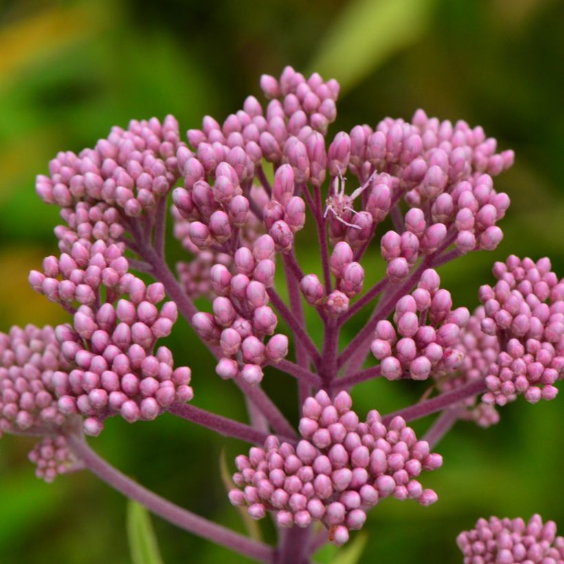 Eupatorium maculatum (Floración)