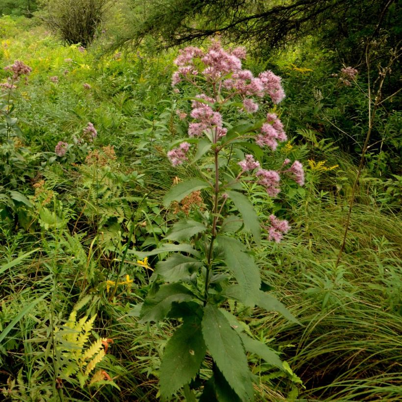 Eupatorium maculatum (Porte)