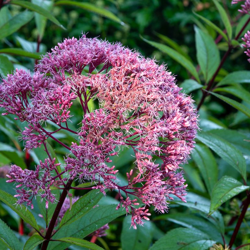 Eupatorium maculatum Atropurpureum (Floración)