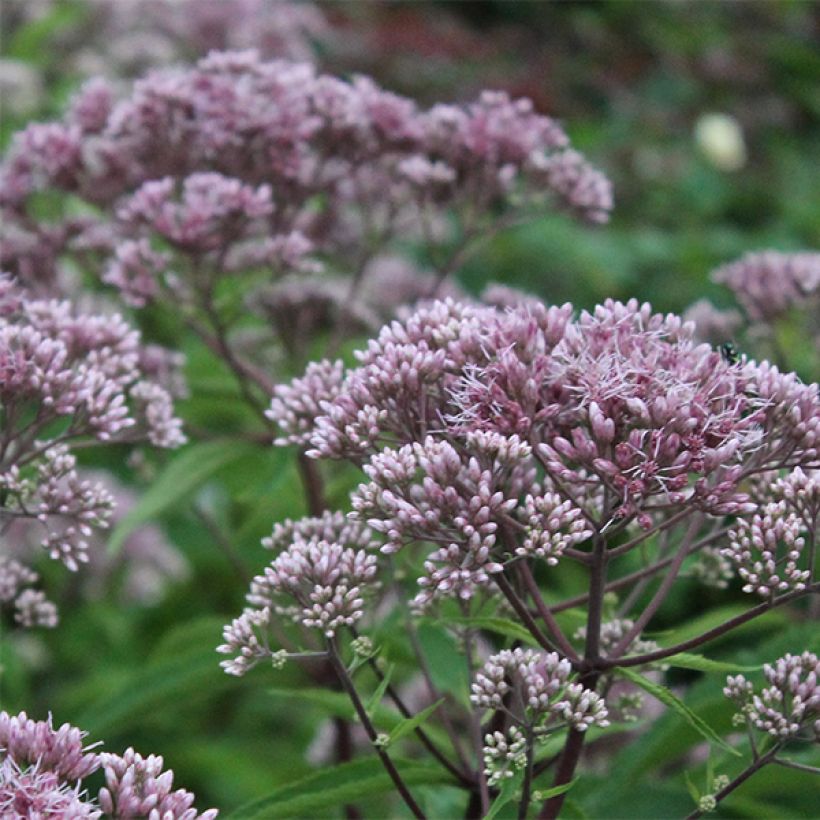 Eupatorium maculatum Phantom (Floración)