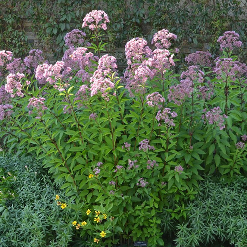 Eupatorium maculatum Phantom (Porte)