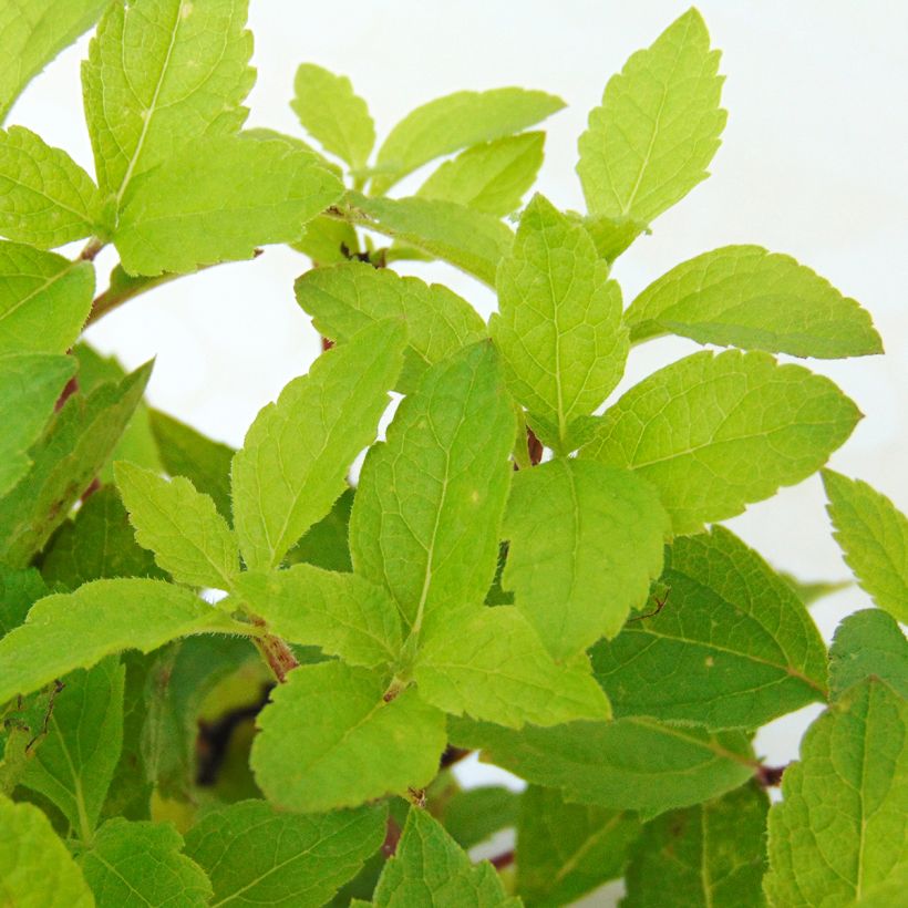 Eupatorium maculatum Phantom (Follaje)