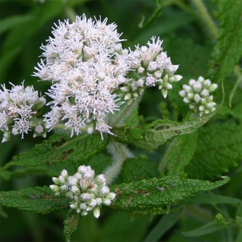 Eupatorium perfoliatum (Floración)