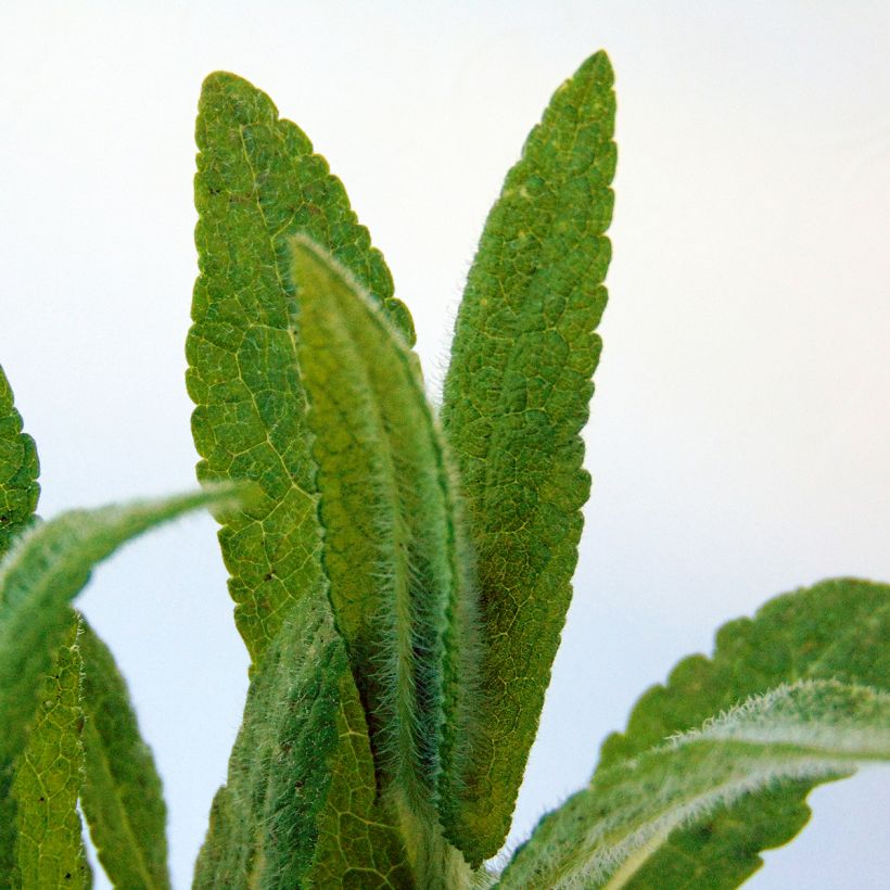 Eupatorium perfoliatum (Follaje)