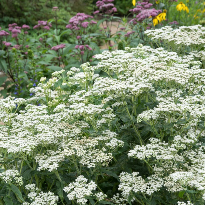 Eupatorium perfoliatum (Porte)