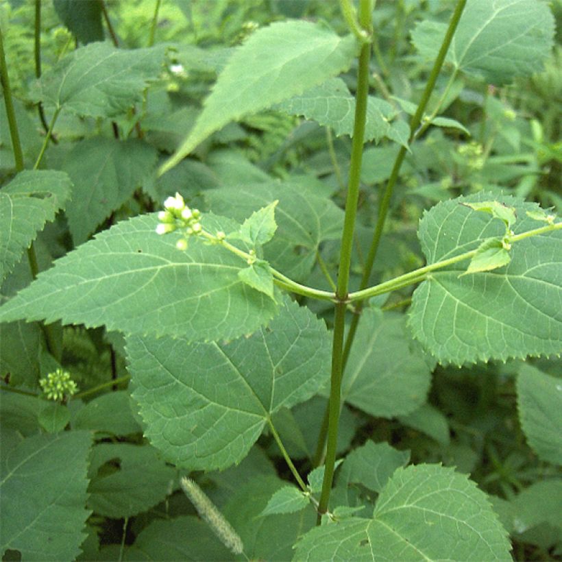 Eupatorium rugosum (Follaje)