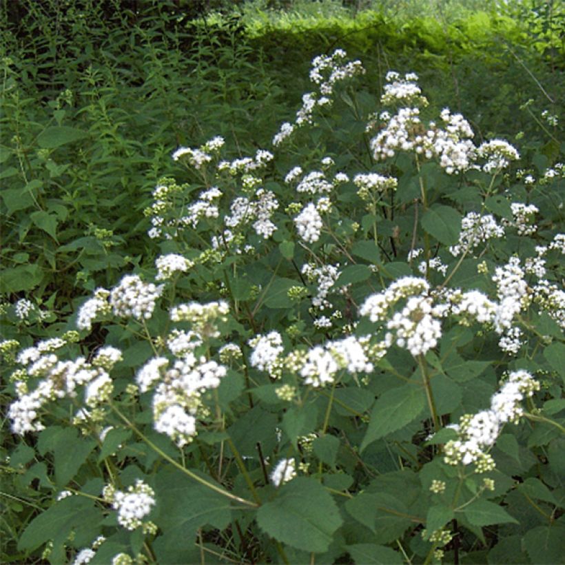 Eupatorium rugosum (Floración)