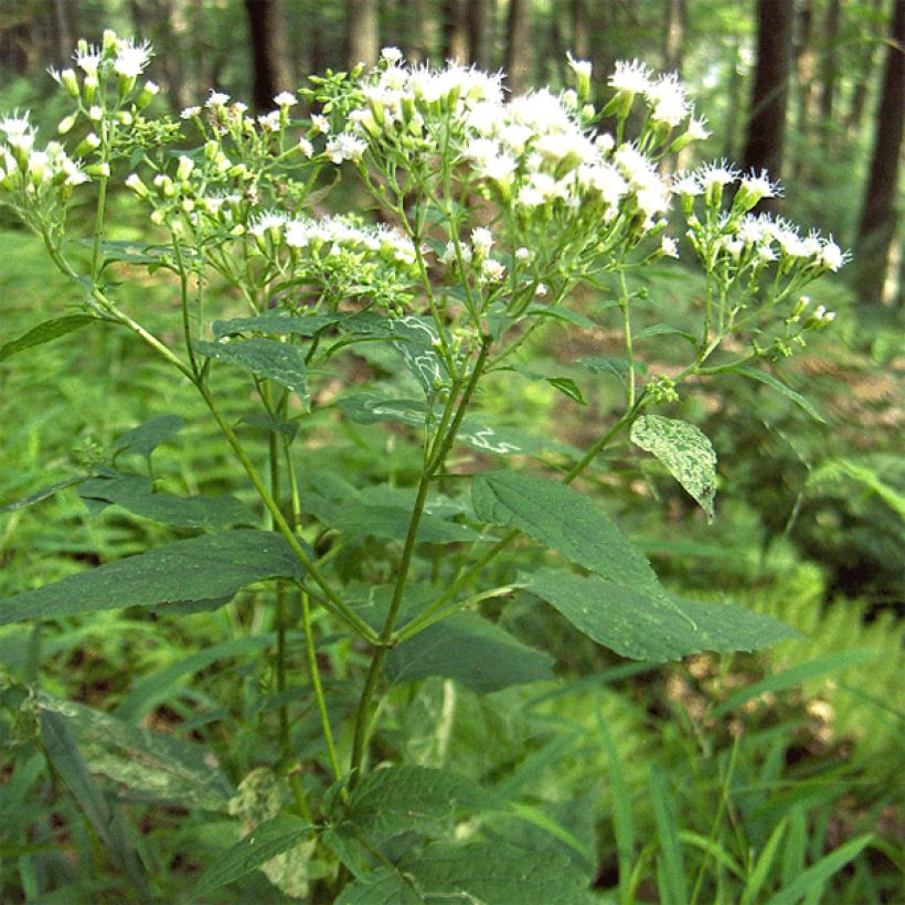 Eupatorium rugosum (Porte)