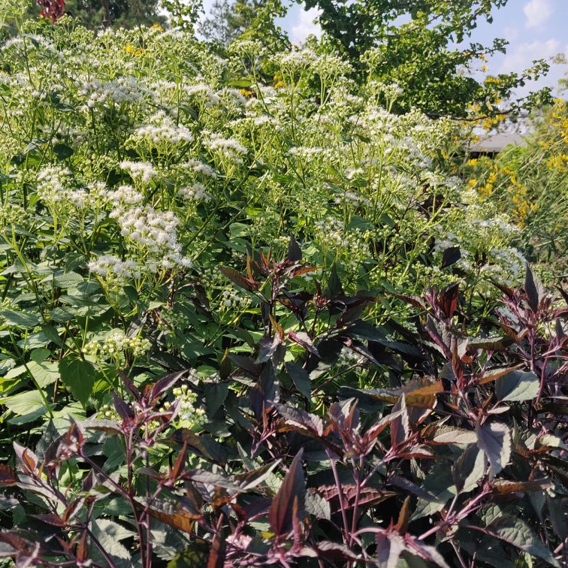 Eupatorium altissima Chocolate (Porte)