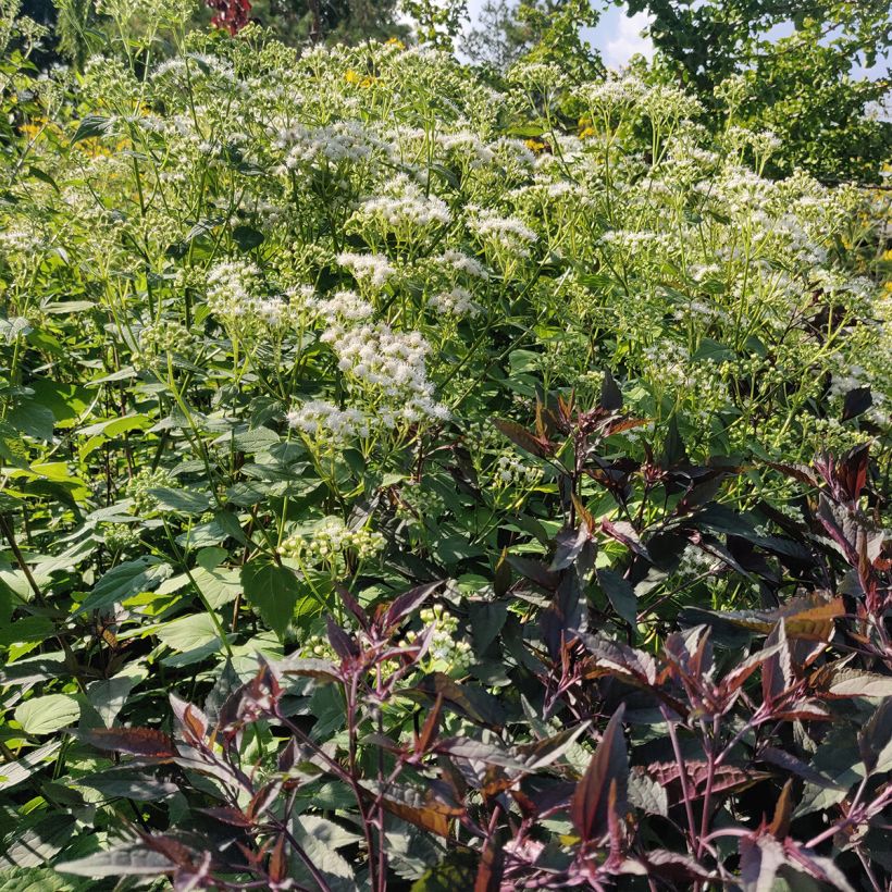 Eupatorium rugosum Braunlaub (Porte)