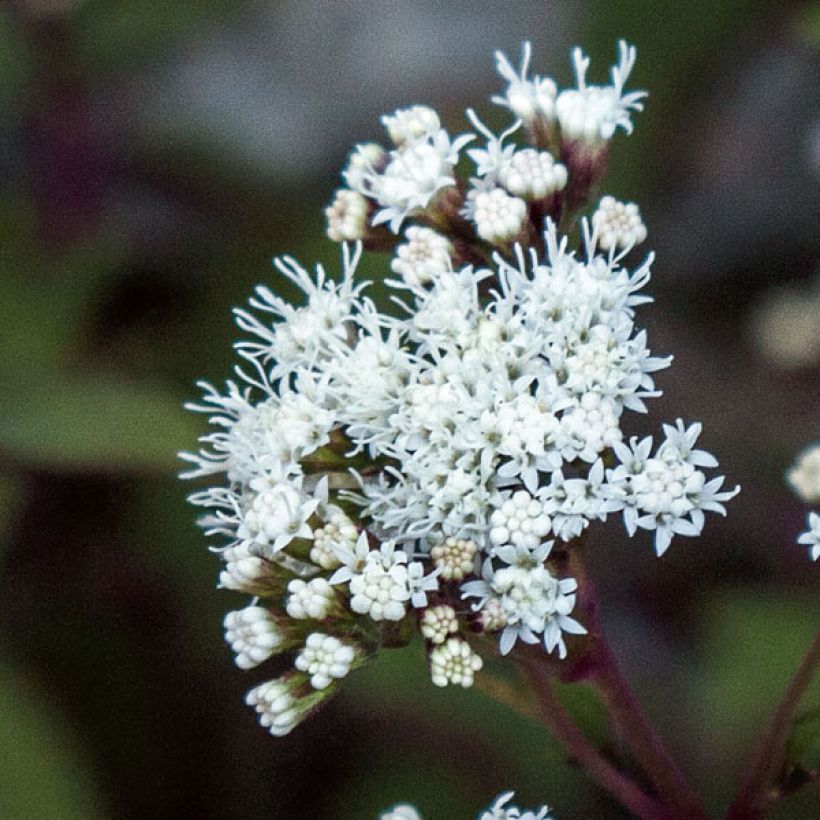 Eupatorium altissima Chocolate (Floración)