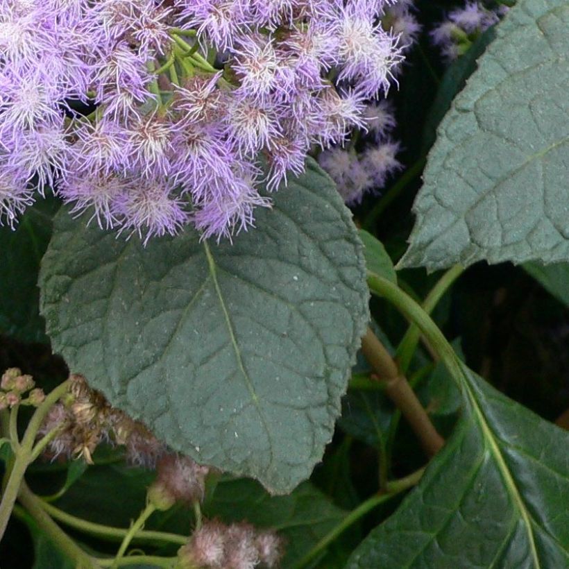 Eupatorium sordidum (Follaje)