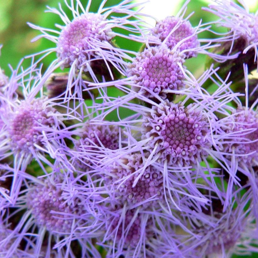 Eupatorium sordidum (Floración)