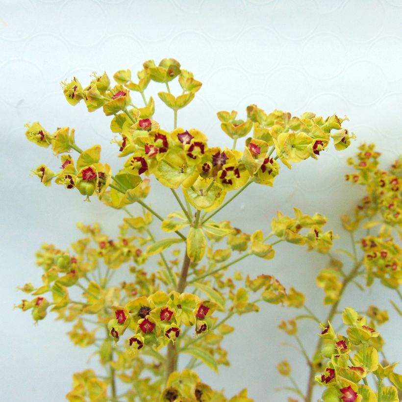 Euphorbia martinii Ascot Rainbow - Lechetrezna (Floración)