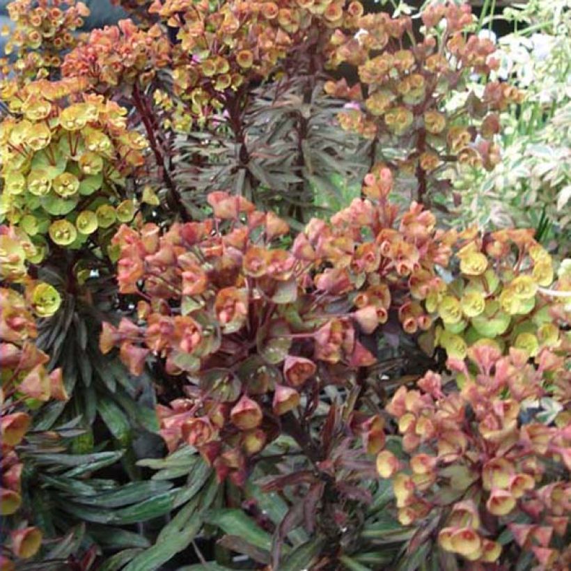 Euforbio mediterráneo Black Bird - Euphorbia characias (Porte)