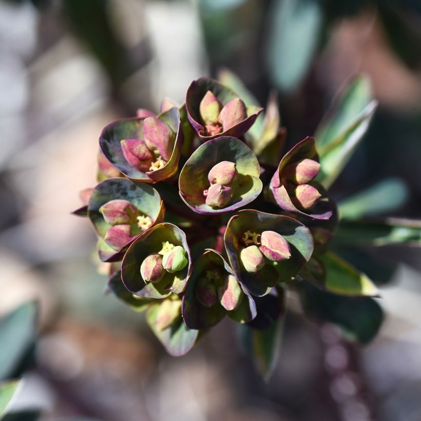 Euforbio mediterráneo Black Bird - Euphorbia characias (Floración)