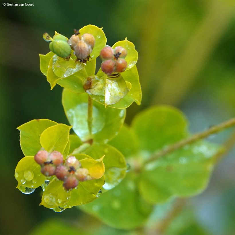 Euphorbia pseudovirgata - Lechetrezna (Floración)