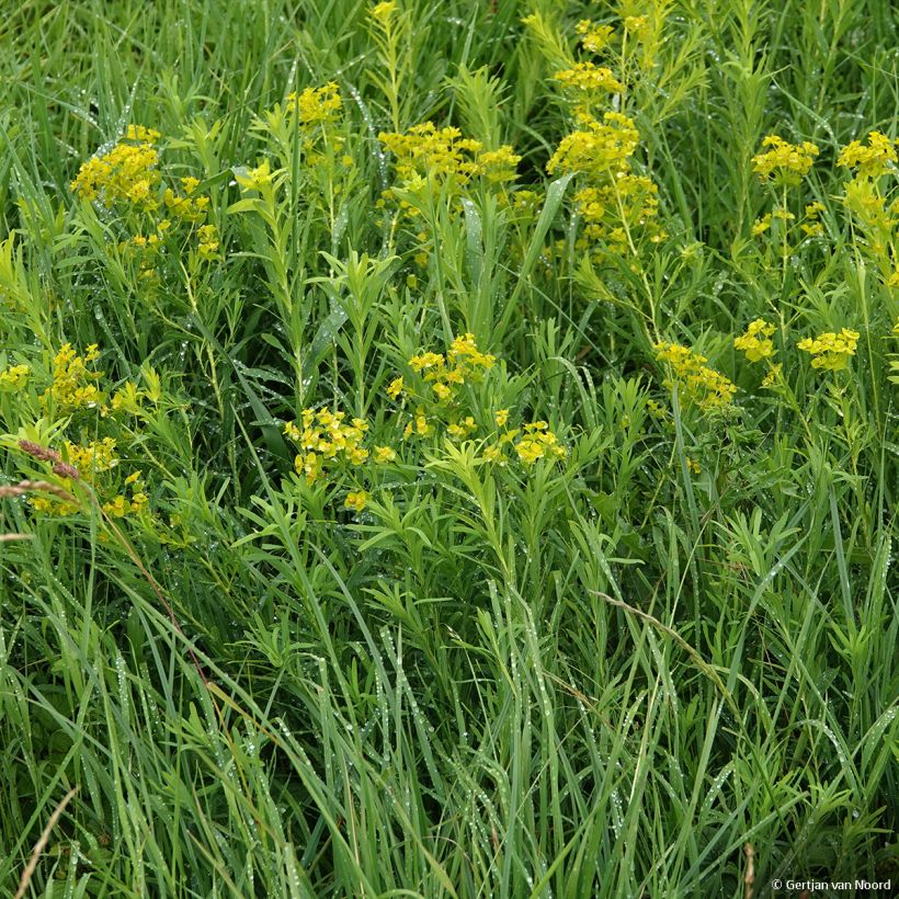 Euphorbia pseudovirgata - Lechetrezna (Porte)