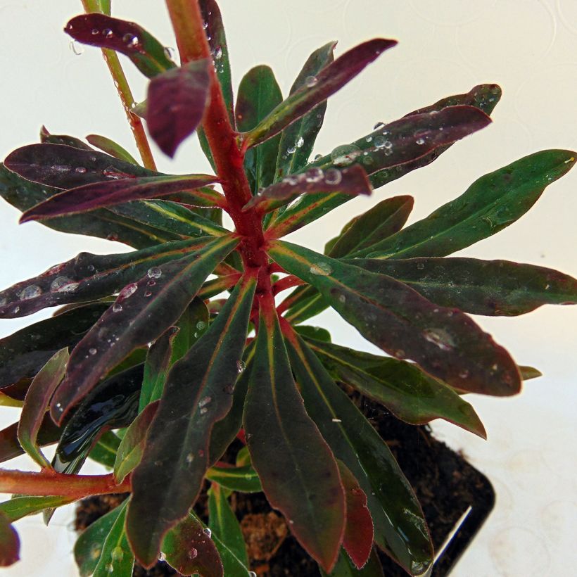 Euforbio - Euphorbia amygdaloides Purpurea (Follaje)