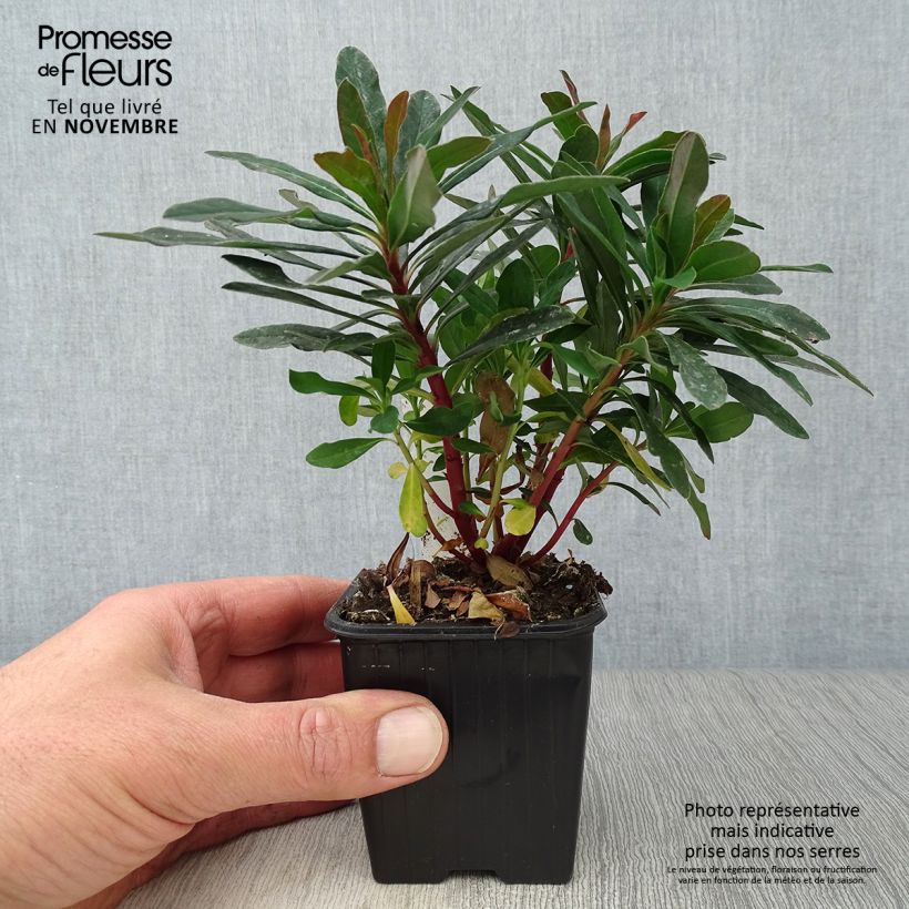 Ejemplar de Euphorbe amygdaloides Purpurea - Euphorbe des bois pourpre en godet de 9 cm entregado en otoño