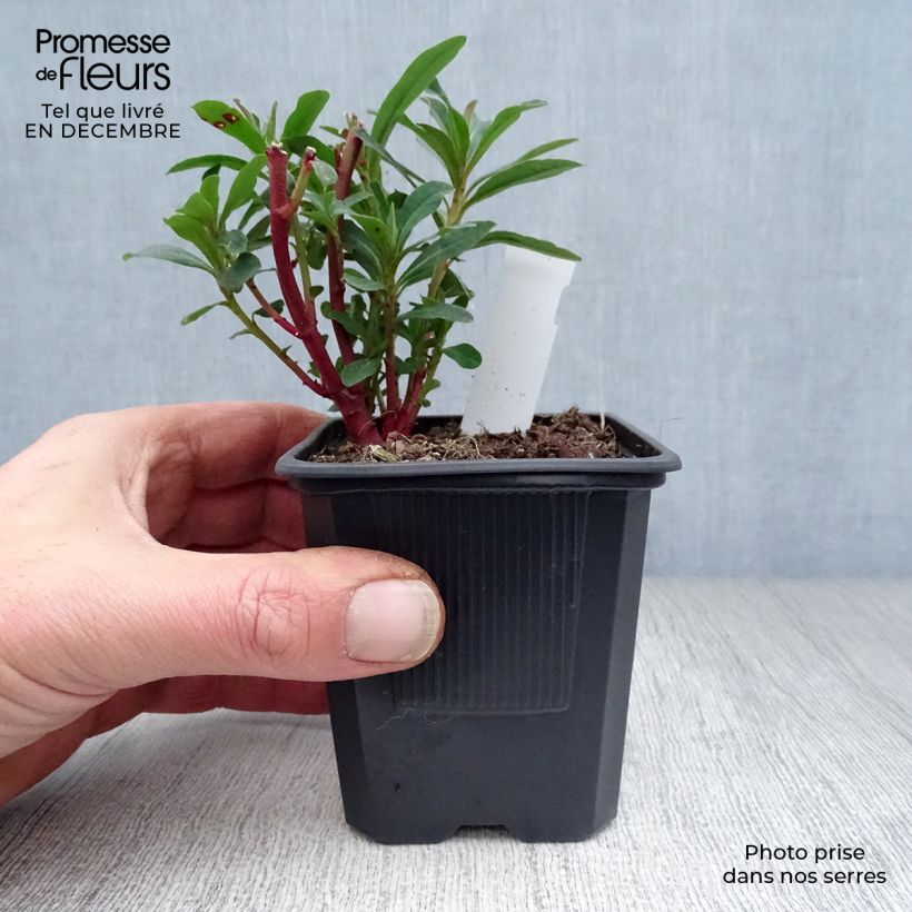 Euphorbe amygdaloides Purpurea - Euphorbe des bois pourpre en godet de 9 cm Ejemplar entregado en invierno