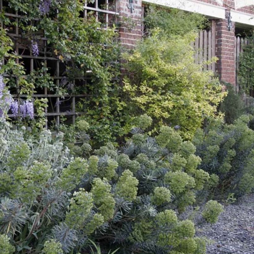 Euforbio mediterráneo subsp. characias - Euphorbia characias (Porte)