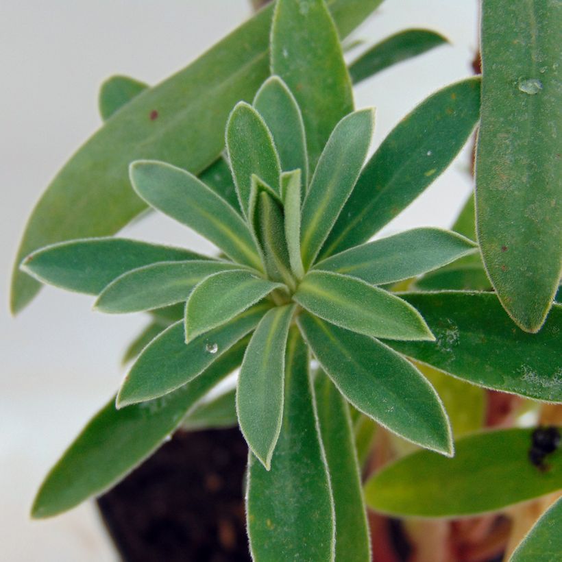 Euforbio mediterráneo Humpty Dumpty - Euphorbia characias (Follaje)