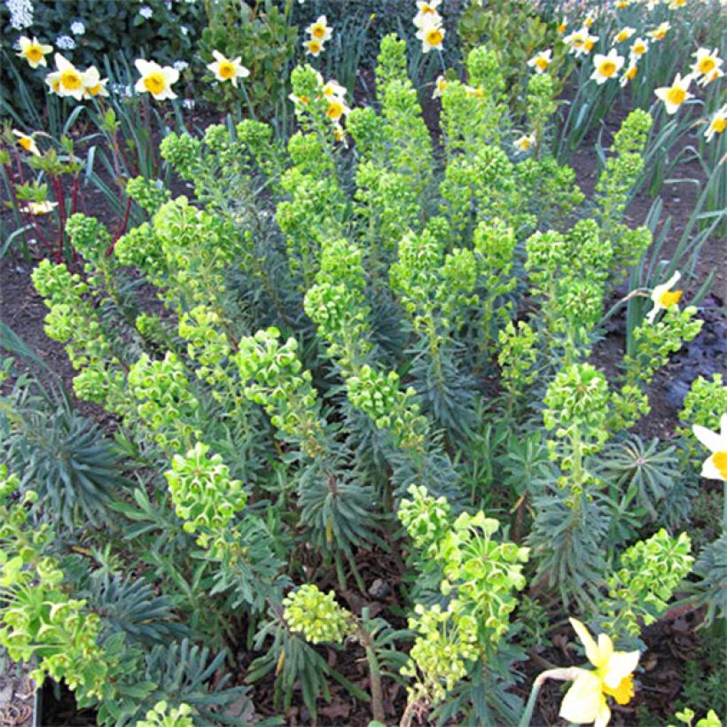 Euforbio mediterráneo Humpty Dumpty - Euphorbia characias (Floración)