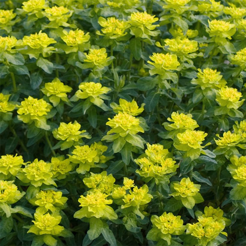 Euphorbia polychroma Candy - Lechetrezna (Floración)