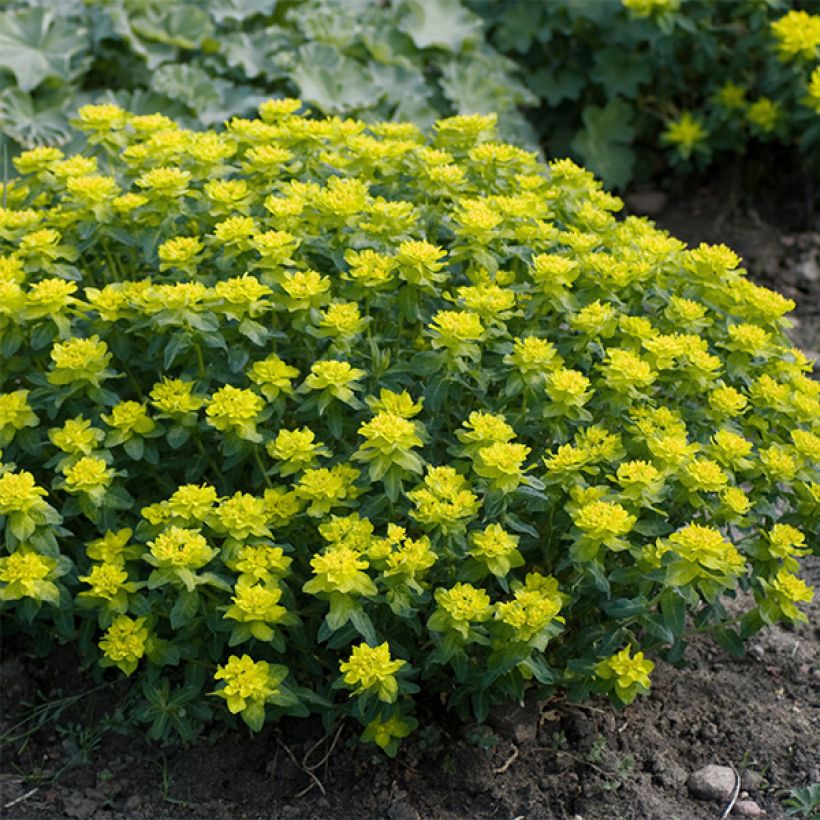 Euphorbia polychroma Candy - Lechetrezna (Porte)