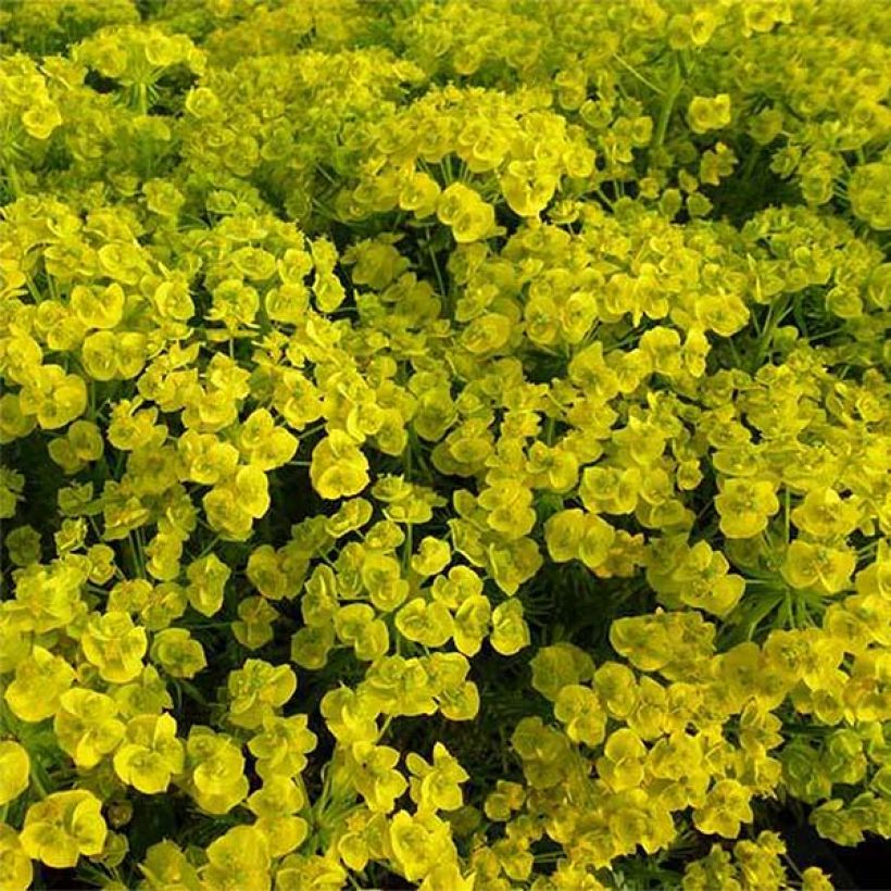 Euphorbia waldsteinii Betten - Lechetrezna (Floración)