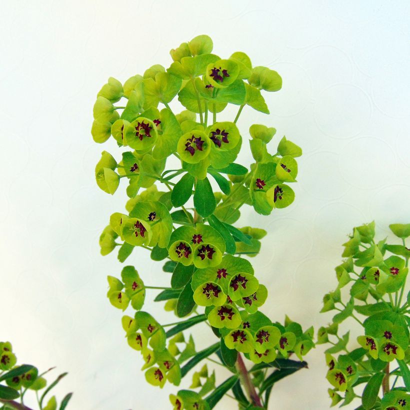 Euphorbia martinii - Lechetrezna (Follaje)