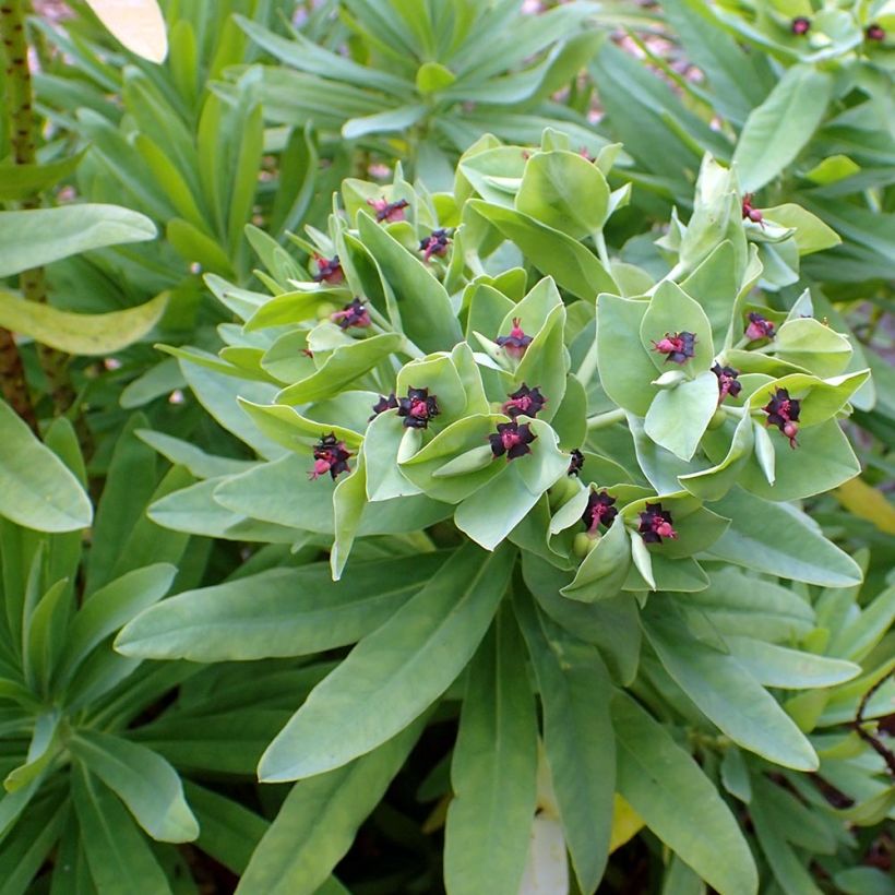 Euphorbia glauca - Lechetrezna (Follaje)