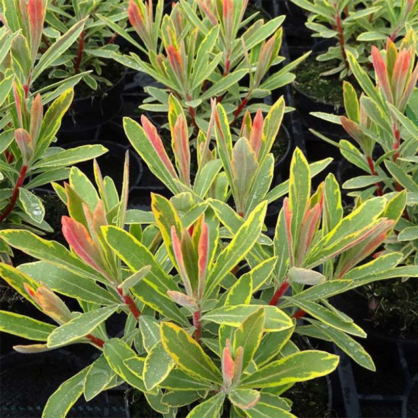 Euphorbia martinii Ascot Rainbow - Lechetrezna (Follaje)