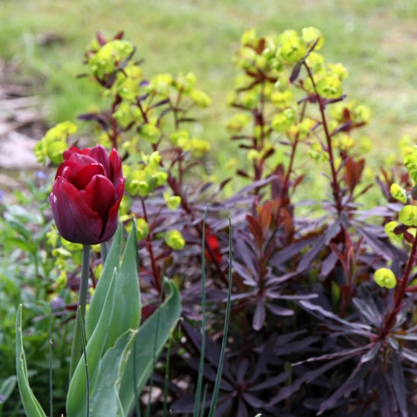 Euforbio - Euphorbia amygdaloides Purpurea (Porte)